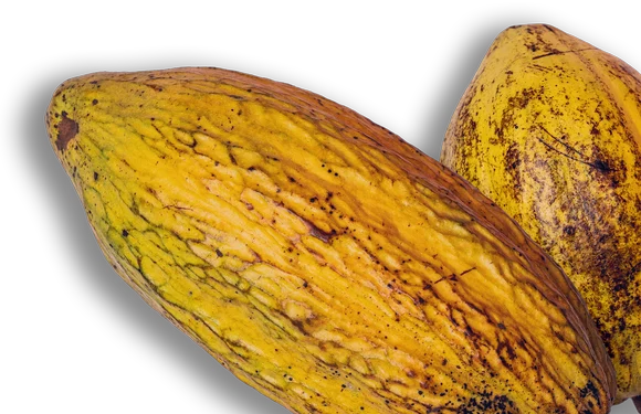 Cacao Maná